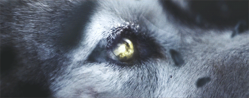 tumblr npfzd5T77S1upc437o1 500