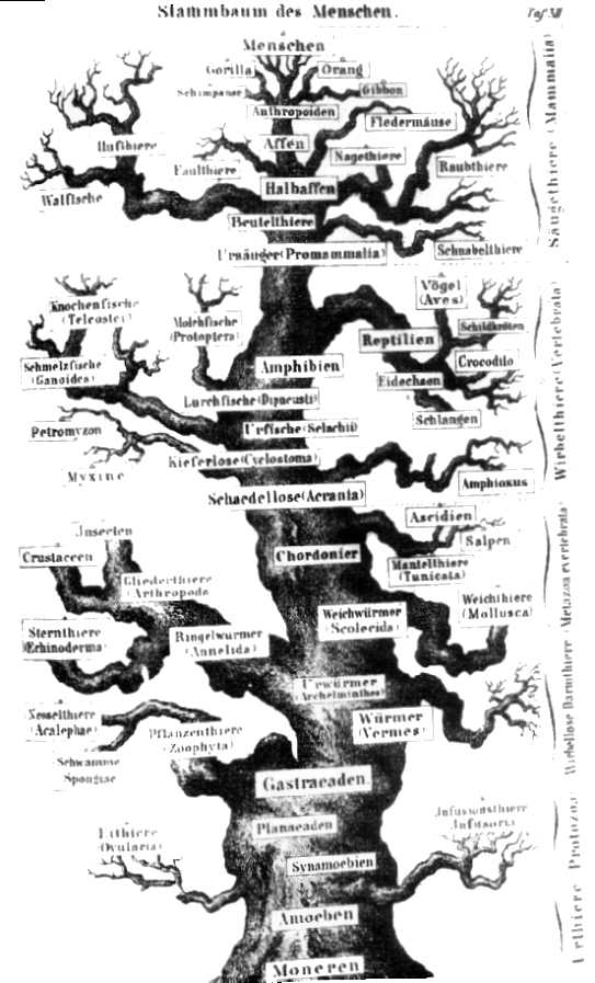 Stammbaum haeckel