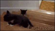 tumblr mi3bncJ3Go1qdlh1io1 250