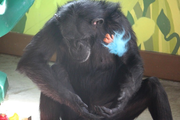 web-Foxie-throw-blue-troll-doll-in-air-a