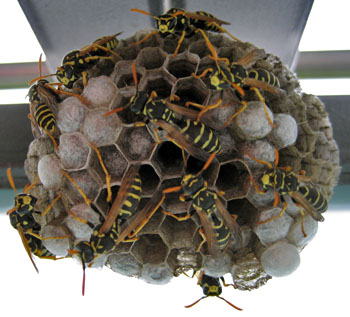 feldwespen-nest-juli
