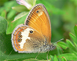 wiesenvoegelchen weissbindiges