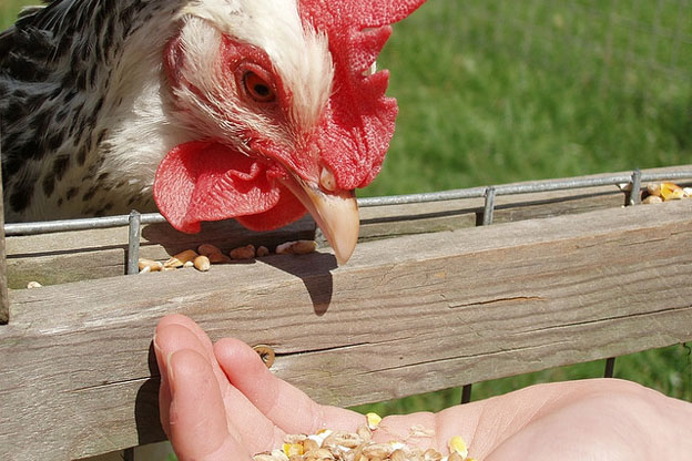 chicken-feed
