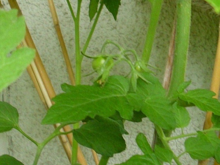 7e482d kirschtomaten 2
