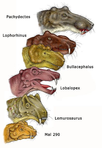 tWcALrV 411px-Burnetiamorpha