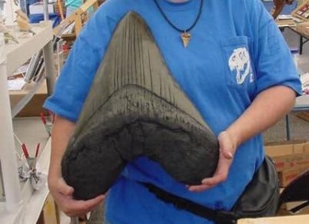 Megalodon groesster Hai-groesster Fisch