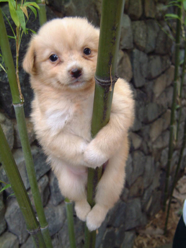 kletternder-hund