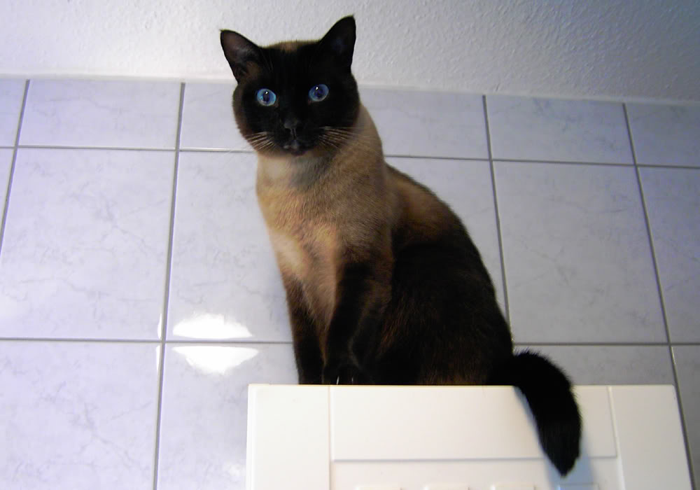 ZeoCat