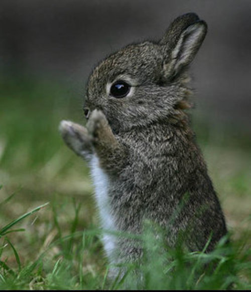 bunny-7780