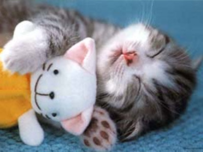 katzenbaby1