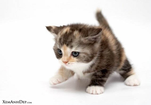 cute cat102