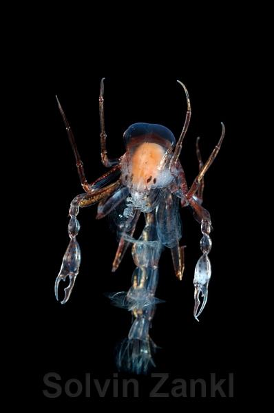 20071112-pol0457-Phronima-sp-Deep-Sea-pl