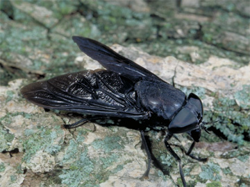 horsefly