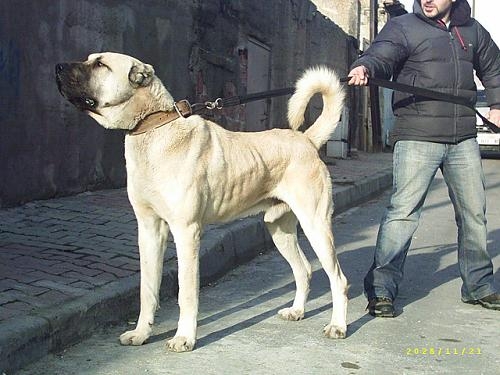 kangal  