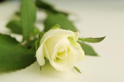 weisse rose