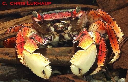 mangrovenkrabbe sp1