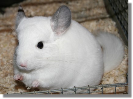 Cute2Bbaby2Bchinchilla2B2528142529