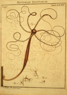 hydra2 side
