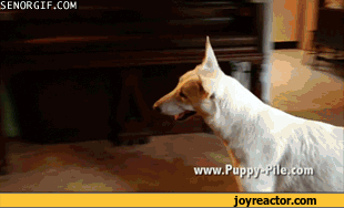 gif-dog-laptop-688223