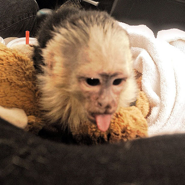 Justin-Bieber-Affe