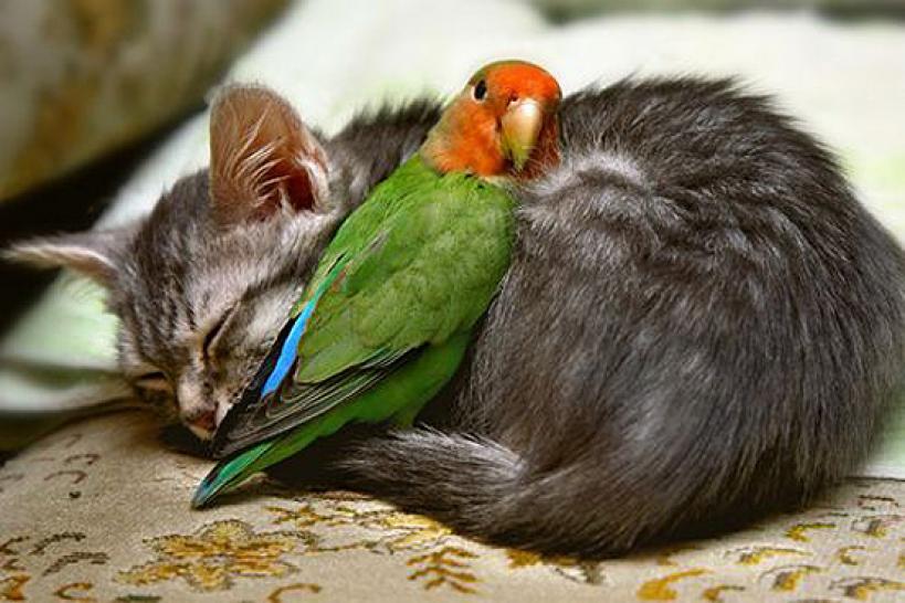 Tierbabys gegen Frust Bild 054