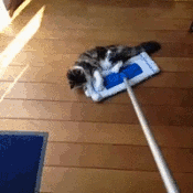 222.gif.pagespeed.ce.zqJVJ9l0ft