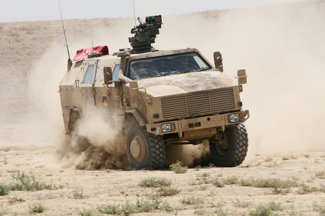 Dingo-2-Vorstellung-474x316-5d6f01535087