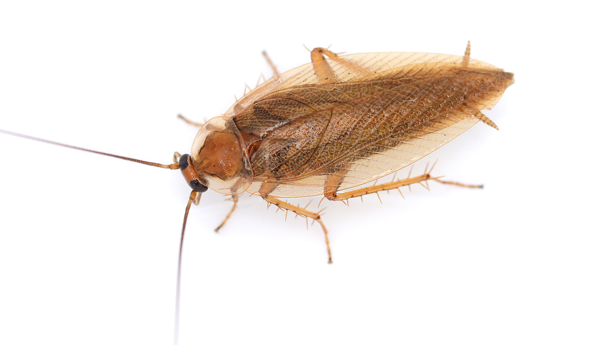 1200px-Ectobius vittiventris 008