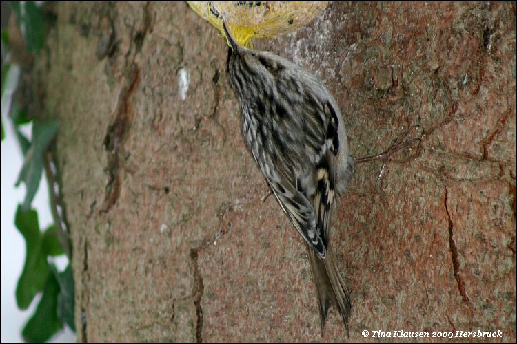 Vogel lexikon baumlaeufer 1