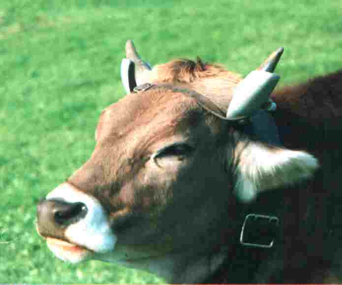 Horn-2