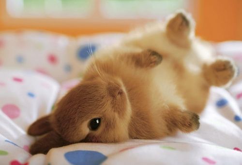 some-cute-animal-photos-1