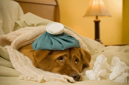 hund krank