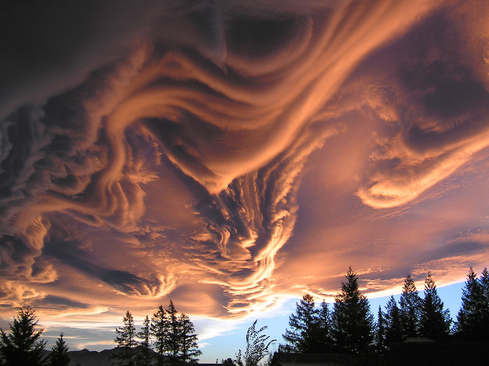 asperatus priester 960