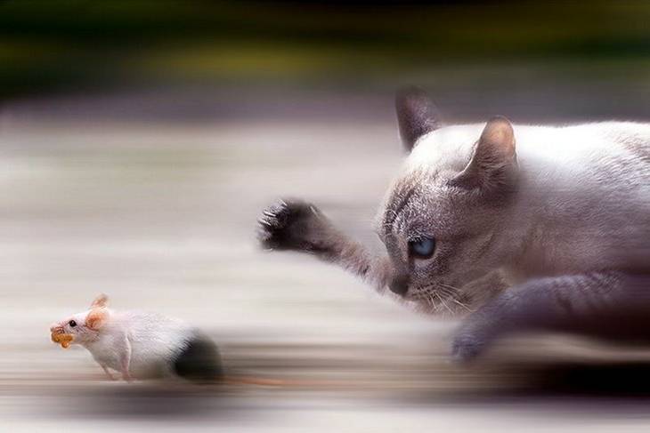katze jagt maus