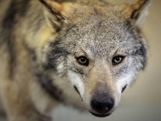 Westerw C3 A4lder 20Wolf 20Teil 20einer