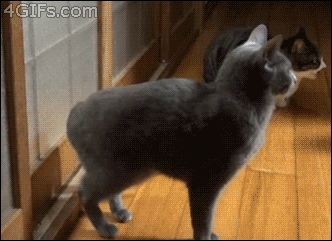 Cat-knocks-on-door