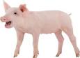 76214schwein8K87D