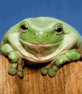 675b67 Schildkroete die Lacht