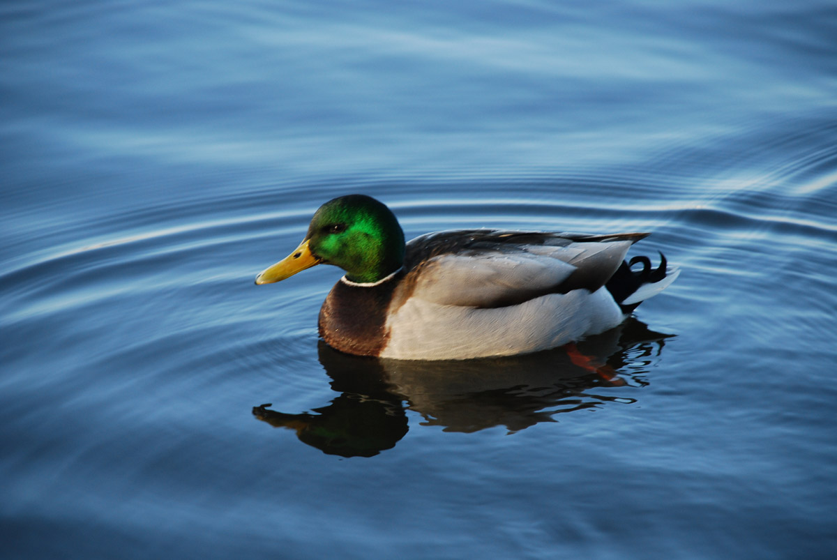 11374-ente-schwimmt-auf-alster