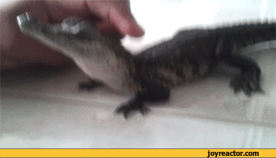 gif-baby-crocodile-pat-836662