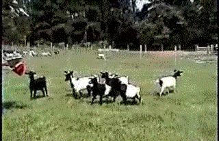 anigif enhanced-buzz-15951-1364062940-3