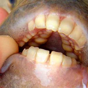 pacu