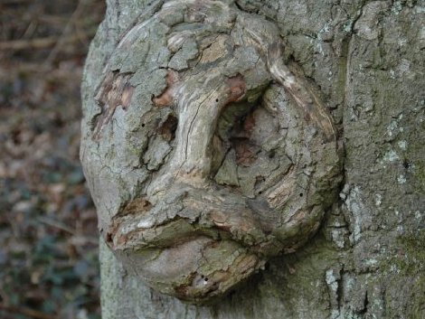 Gruseliges-Foto-Daemonenbaum-mit-Gruself