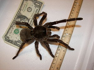 300px-Theraphosa blondi 1