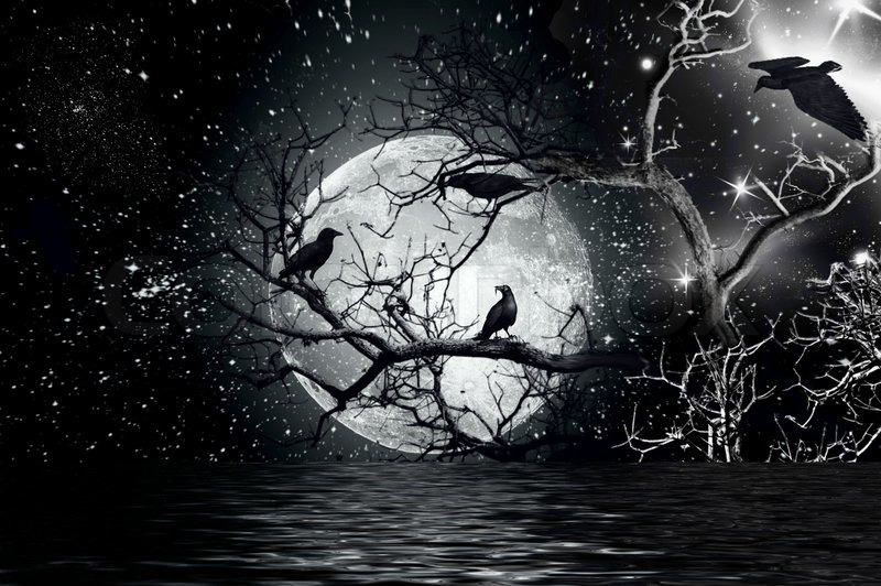 1741293 278496 ravens auf einem baum sit