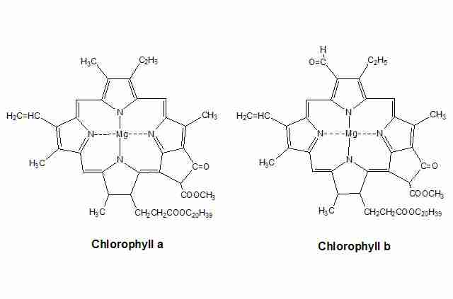 chlorophyll