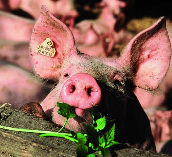 saugut-leben-neuland-fleisch-garantiert-
