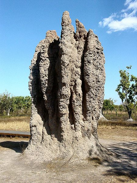 450px-Termite Cathedral DSC03570