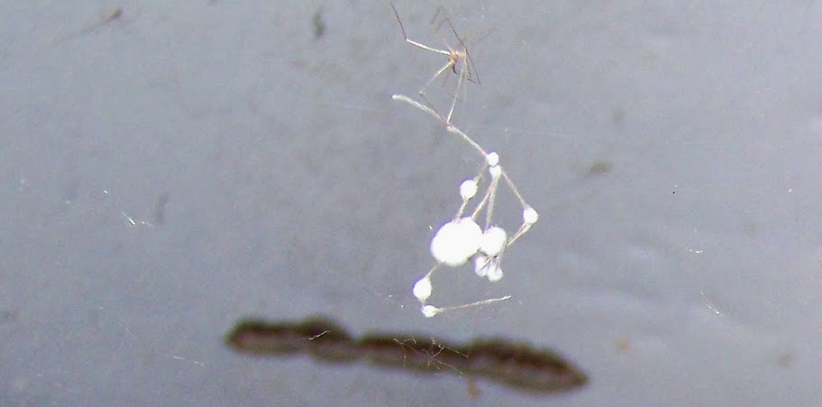 Spinnen005