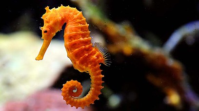 seahorse7